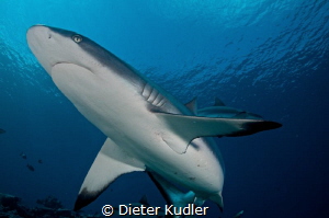 Shark at Vertigo, Yap Island by Dieter Kudler 